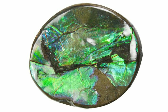 Iridescent Ammolite (Fossil Ammonite Shell) - Alberta #357519